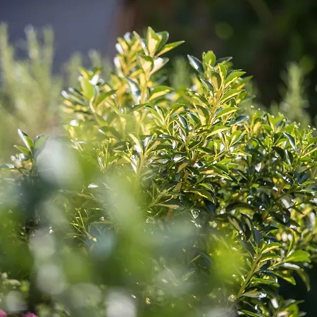 Family With Garden * ليوبليانا